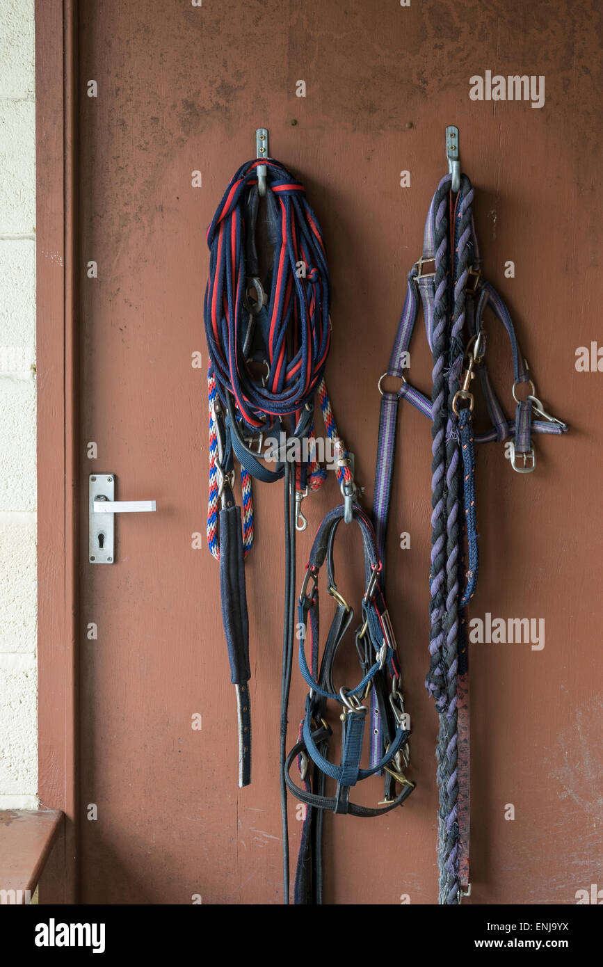 Horses head collars and lead ropes hanging on a door in a stables building. Stock Photo