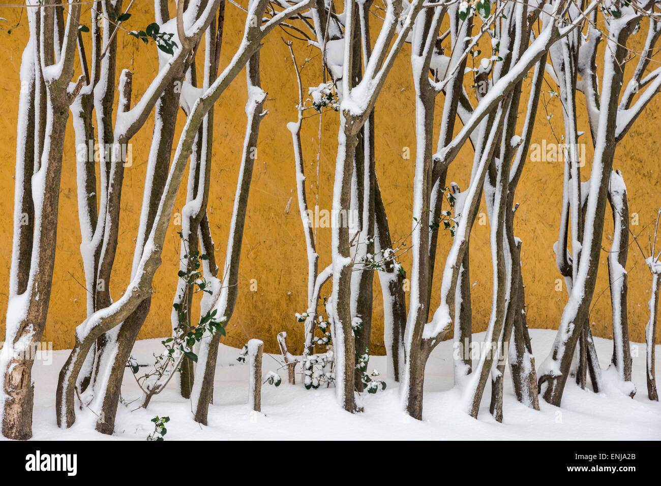 Snow covered branches in a wintery Gulhane Park, Sultanahmet, Istanbul, Turkey. Stock Photo