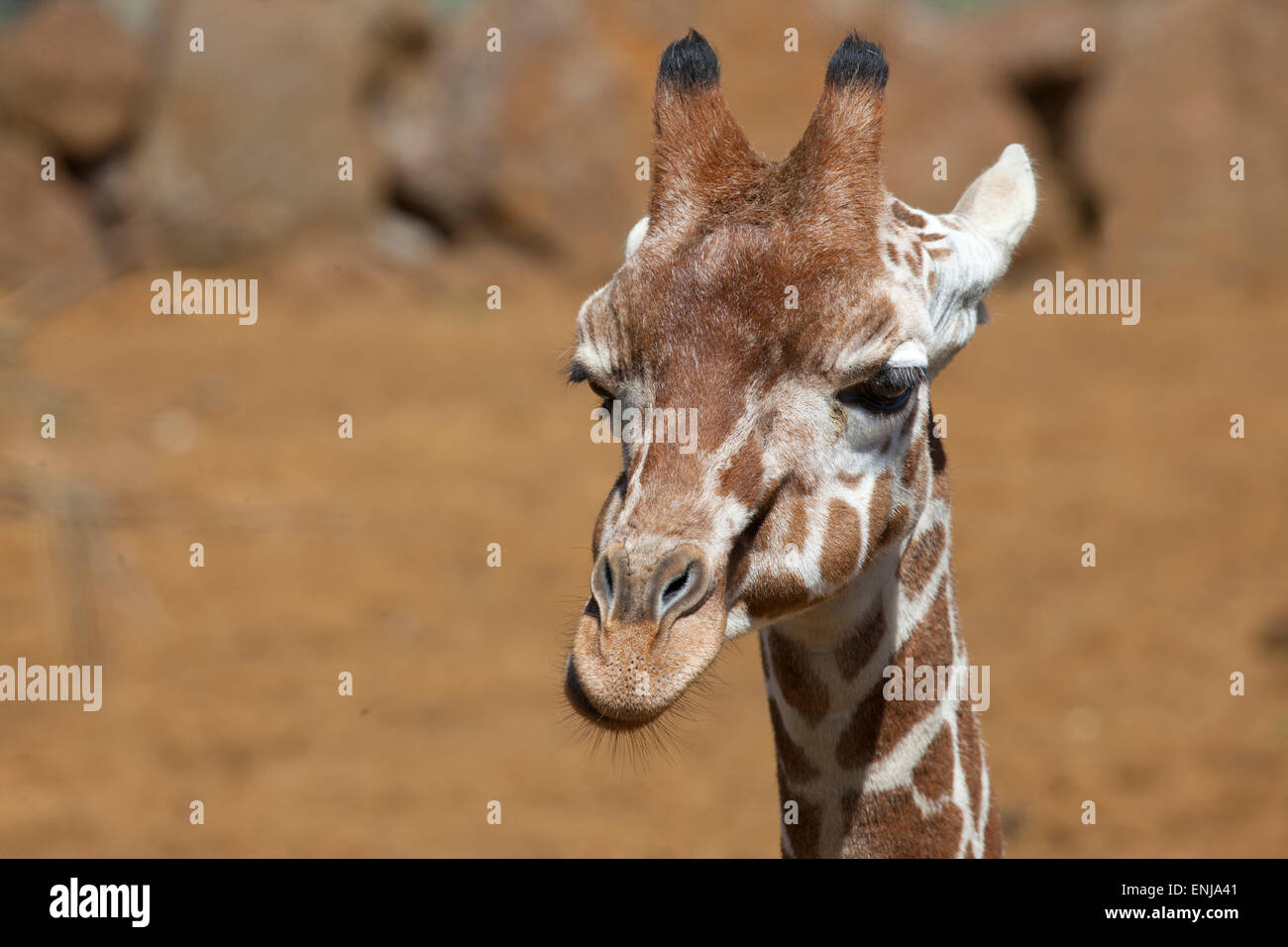 Reticulated Giraffe head with space on left for text Stock Photo
