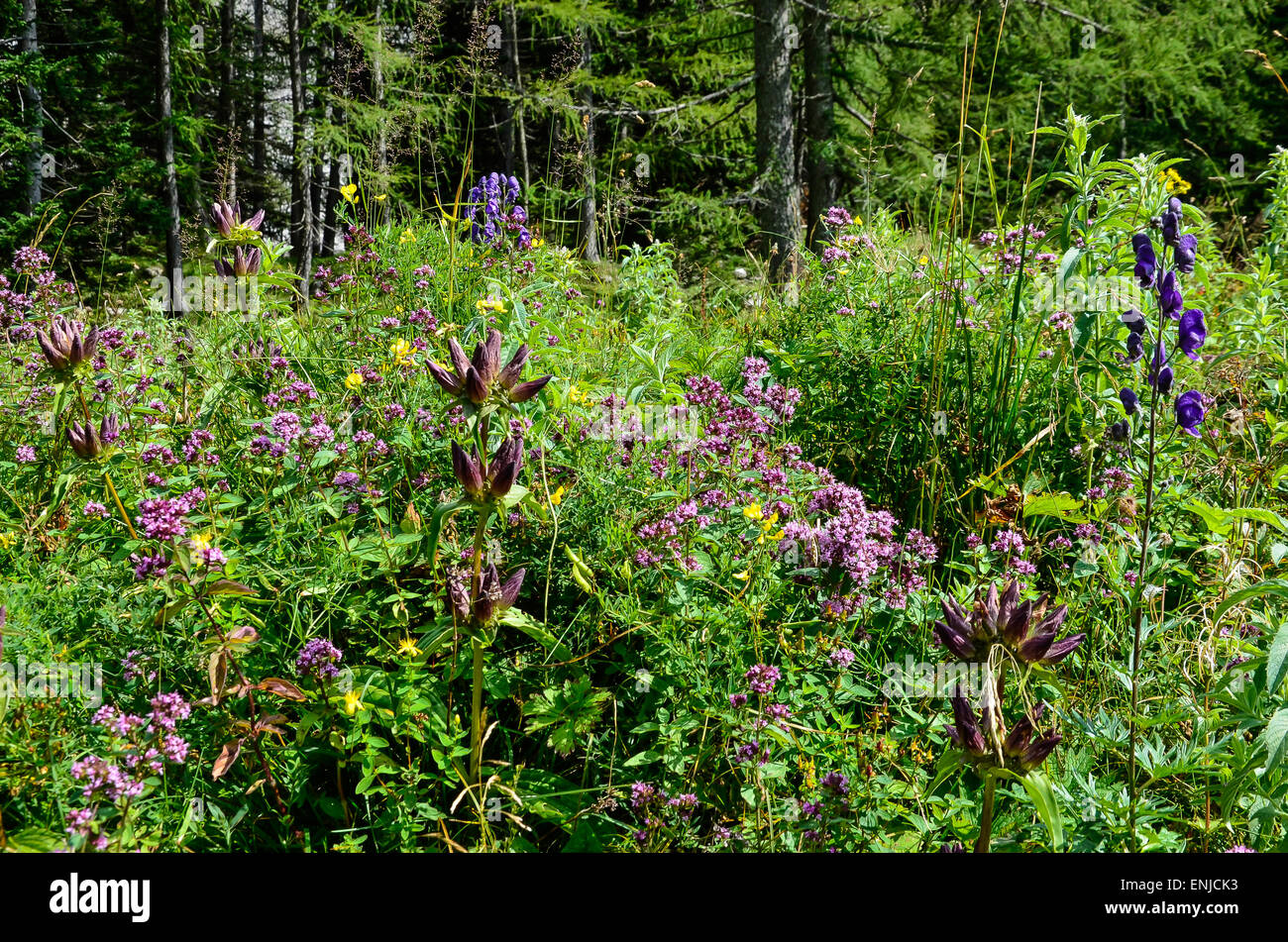 Hungarian Gentian Gentiana pannonica devil's helmet and many other wild flowers in the Alpine region of Ausseerland Stock Photo