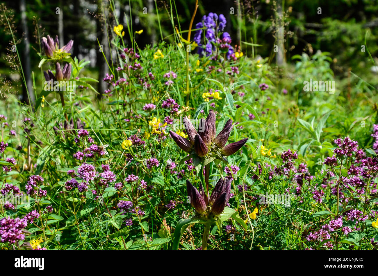 Hungarian Gentian Gentiana pannonica devil's helmet and many other wild flowers in the Alpine region of Ausseerland, Austria Stock Photo
