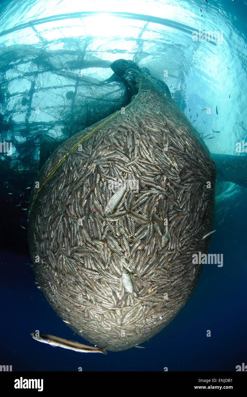 Net full of Ikan Puri, a small anchovy like fish, under a fishing