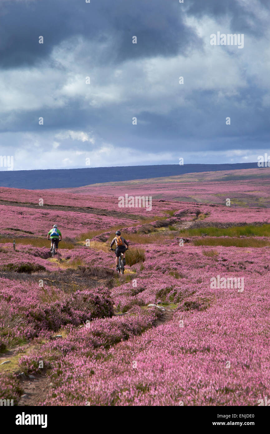 Riding mountain bikes over remote English Countryside in the summer, Blanchland moors,Northumberland, North East England. Stock Photo