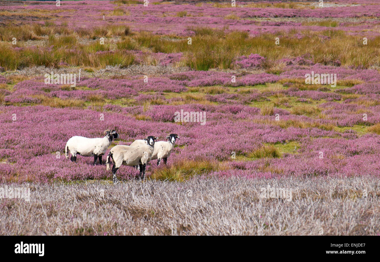 Three sheep amongst the heather moors, Blanchland, English Countryside. Northumberland, England, UK. Stock Photo