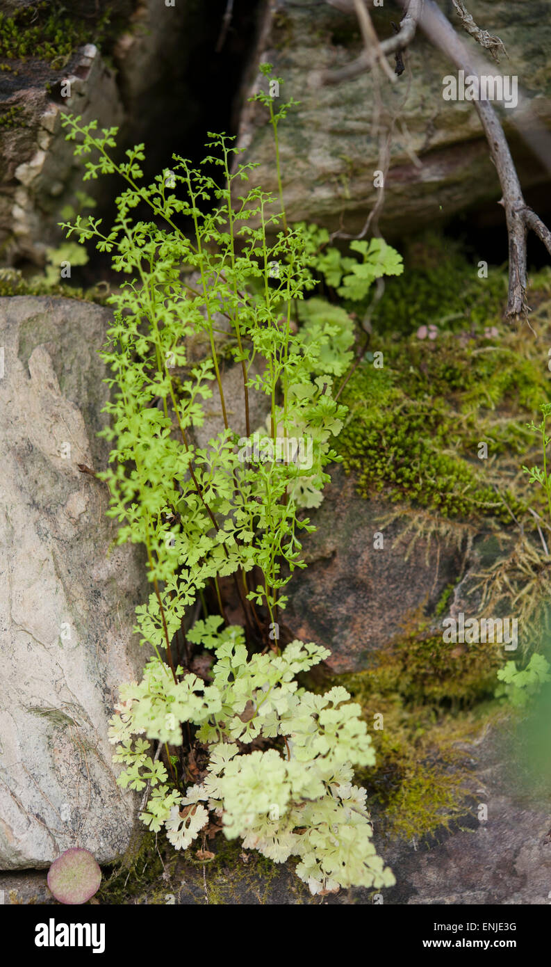 Anogramma leptophylla, Jersey Fern, growing on an old wall near Monchique,  Portugal. March Stock Photo - Alamy