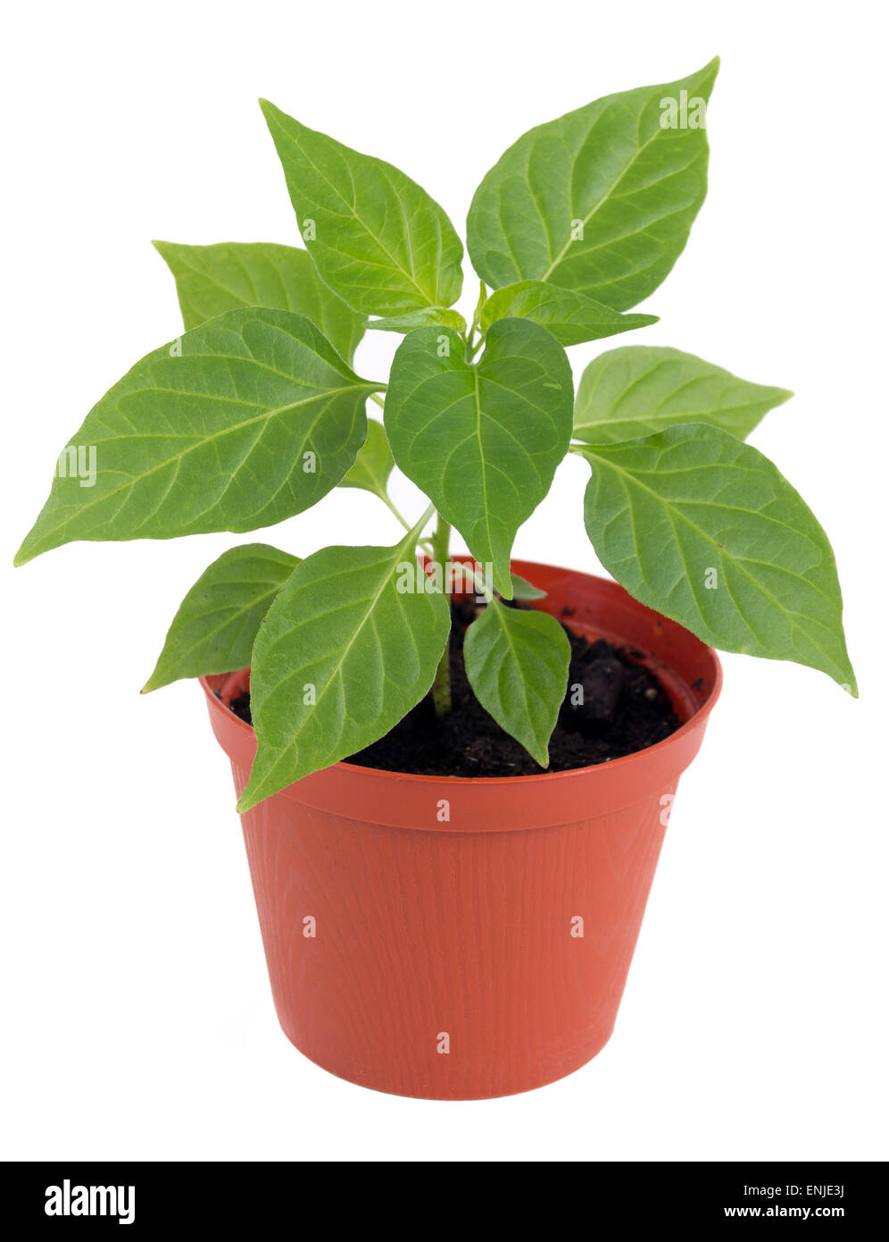 Potted hot pepper young plant growing over white background Stock Photo
