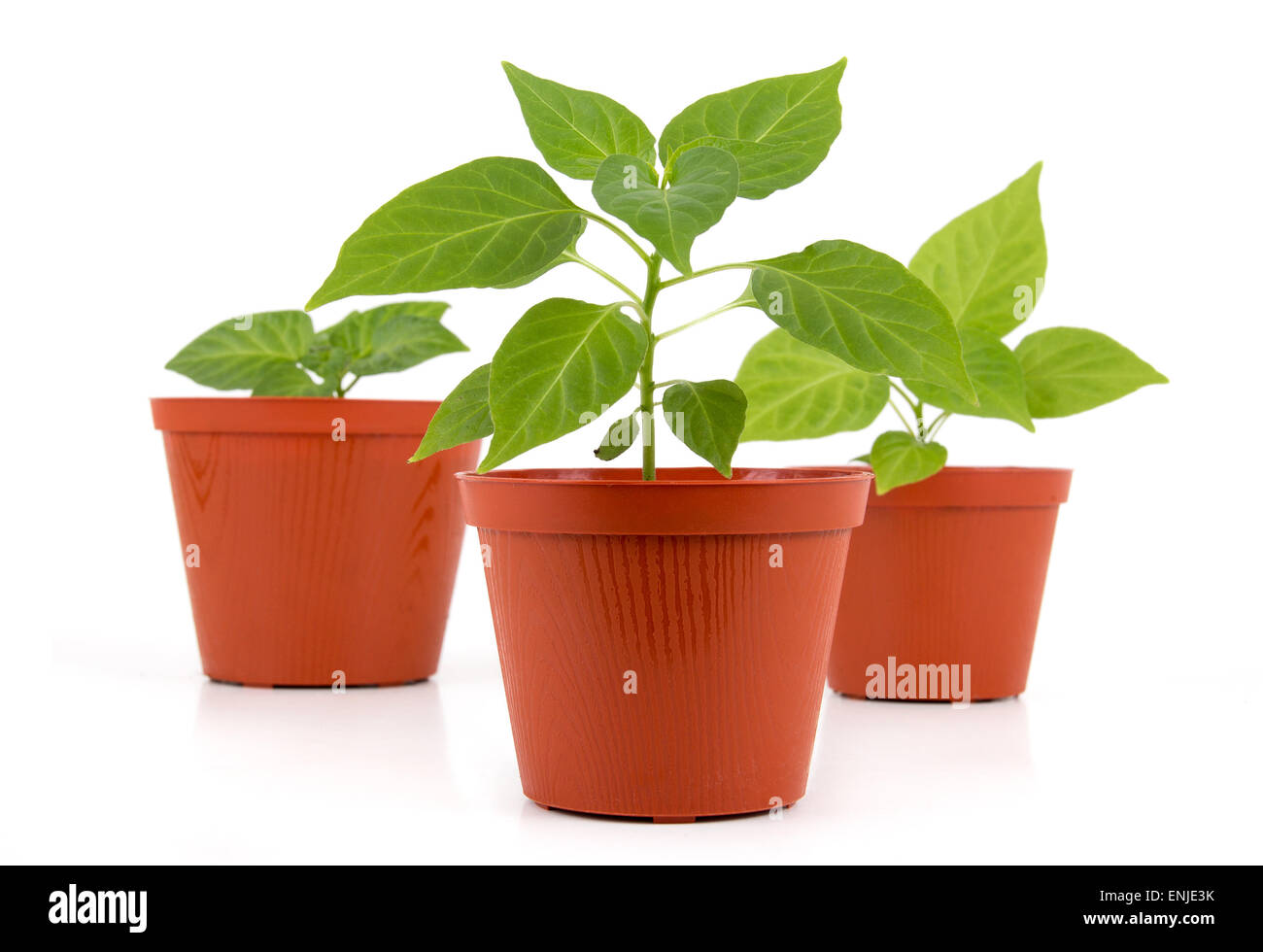 Potted hot pepper young plant growing over white background Stock Photo