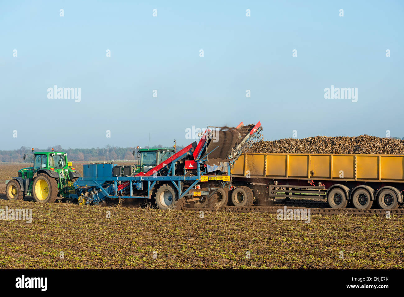 Parsnip harvest, Sutton Heath, Suffolk, UK. Stock Photo