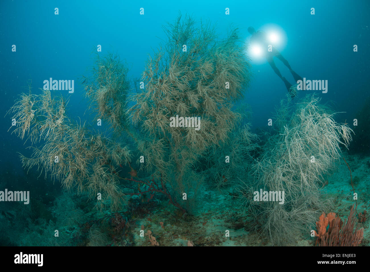 Black coral (Antipathes sp.) illuminated by diver with twin lights Stock Photo