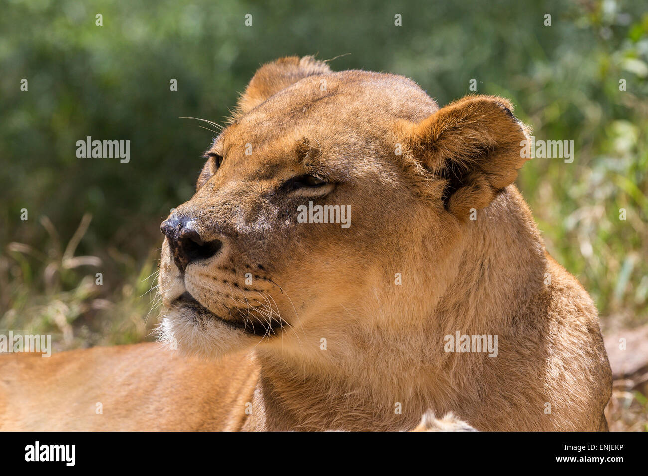 A lion looks on at Lion Park, Harare, Zimbabwe Stock Photo