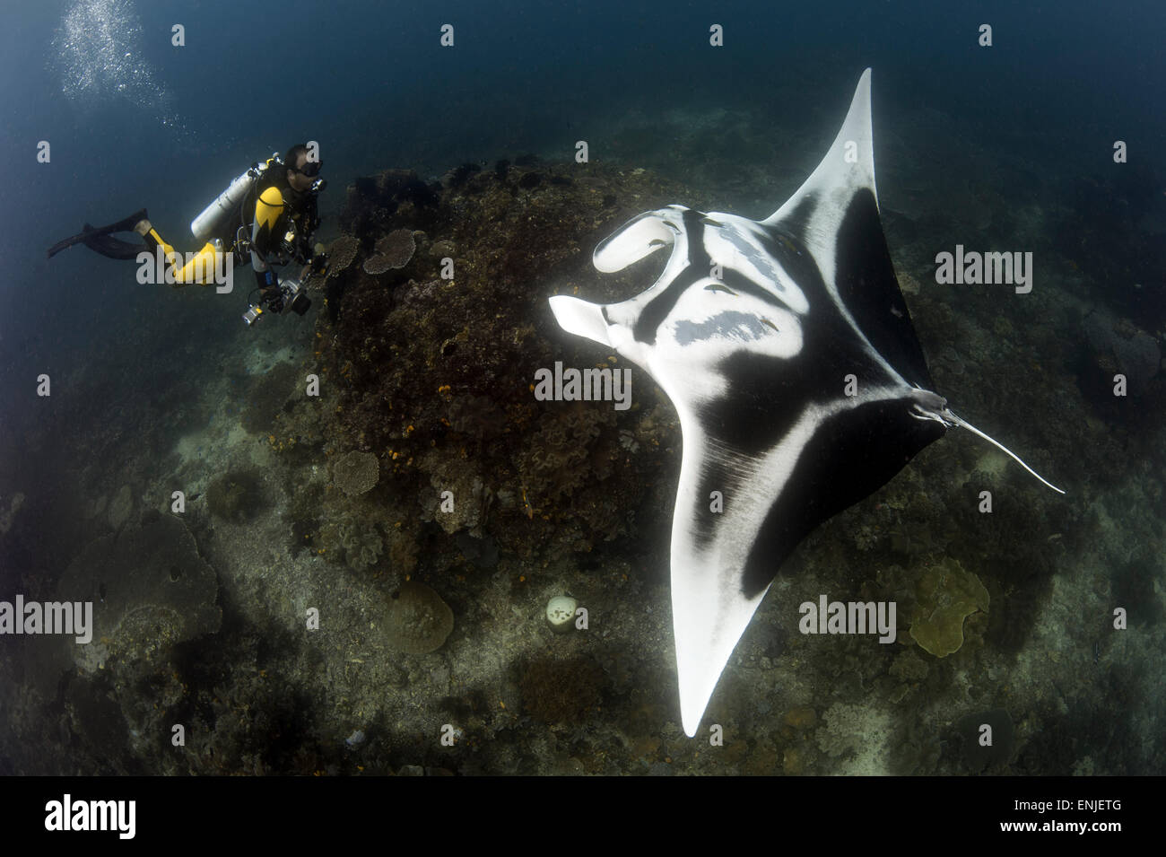 A diver has a very close encounter with a giant oceanic manta ray (Manta birostris), Dampier Strait, Raja Ampat, West Papua, Ind Stock Photo