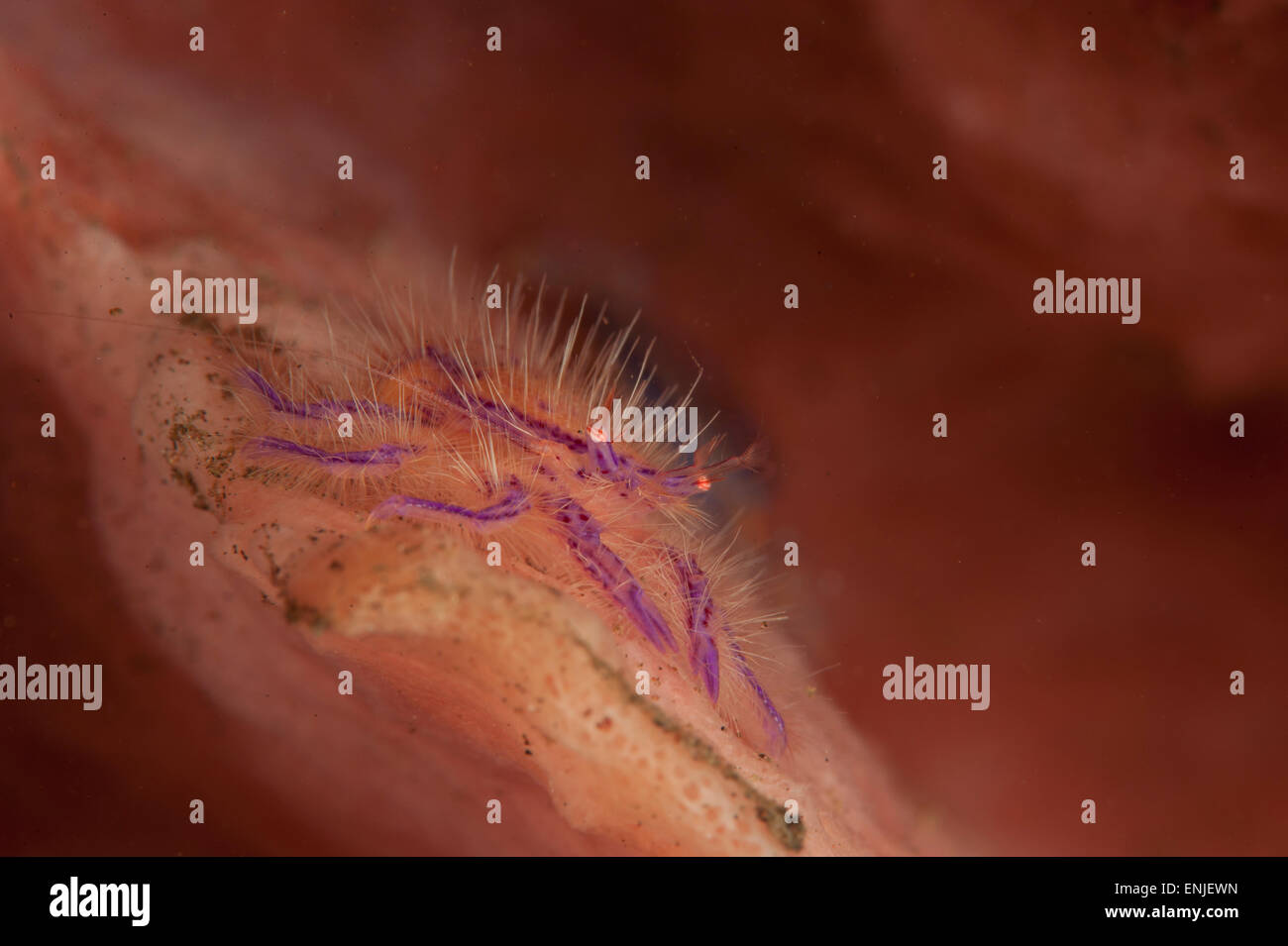 hairy squat lobster: Lauriea siagiani amongst a pink / orange coloured