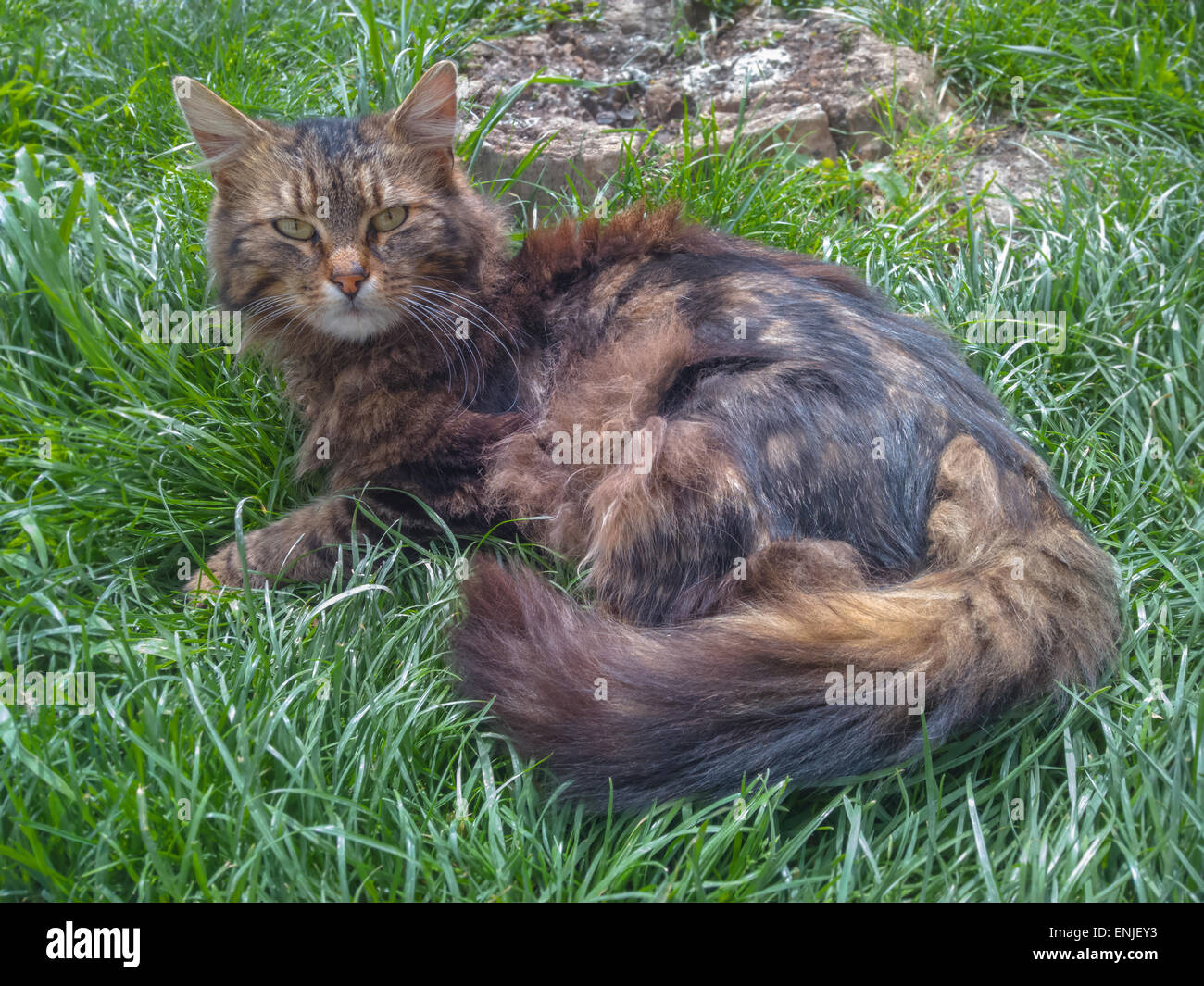 Cute cat in the Grass - eye contact Stock Photo