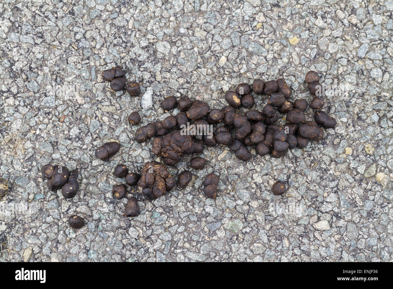 Fresh sheep droppings on road surface Stock Photo Alamy