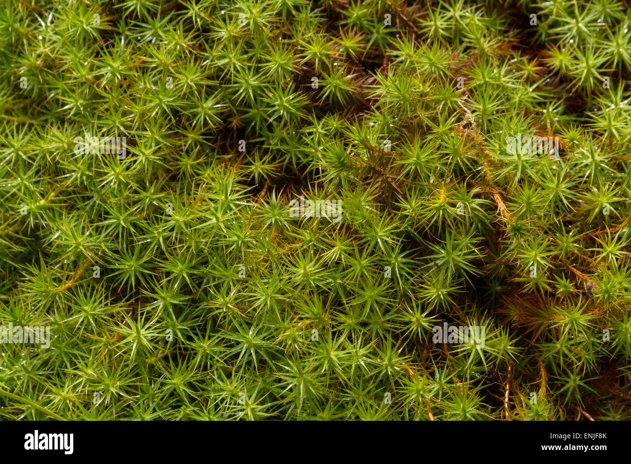 Close up, shallow focus on green spikes of Star Moss Stock Photo