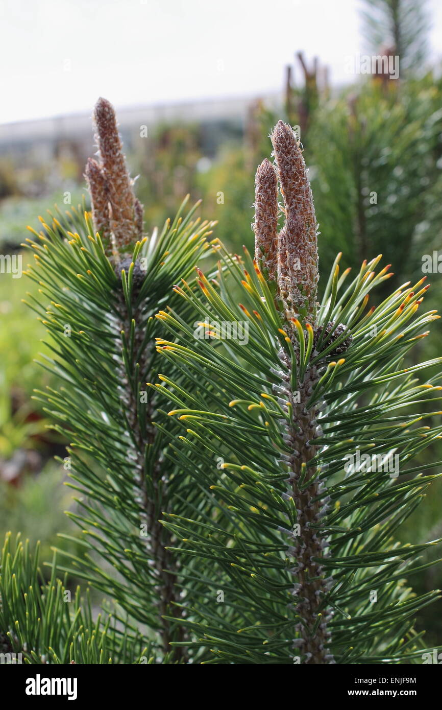 Pinus Mugo Mountain Pine Stock Photo