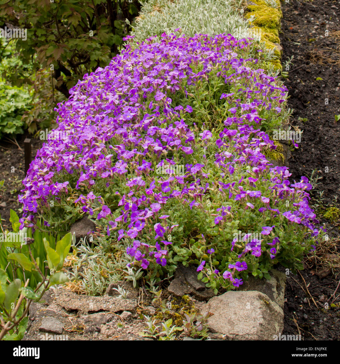 Purple Aubretia growing in old stone wall in spring - Scotland, UK Stock Photo