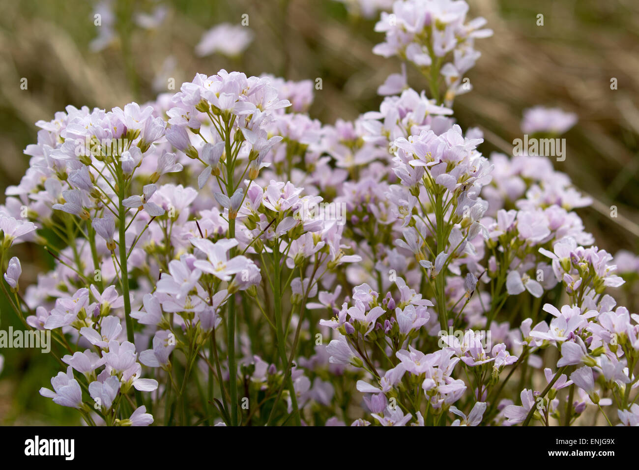 Cardamine pratensis - Wildflower. Common names: Cuckooflower or Lady's smock Stock Photo