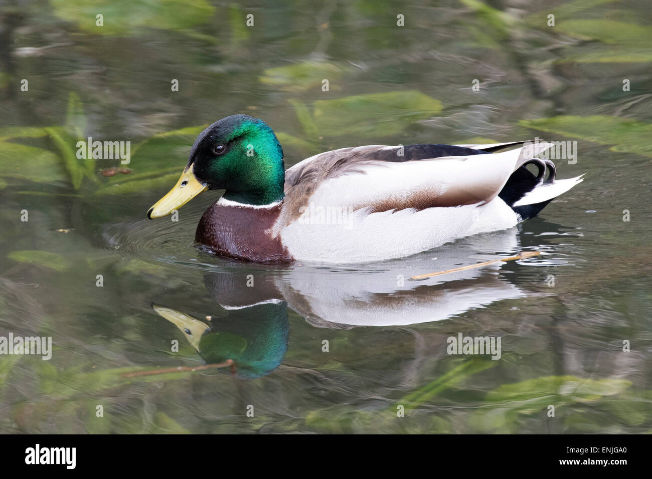 Anas platyrhynchos - Male Mallard duck swimming swimming on water Stock Photo