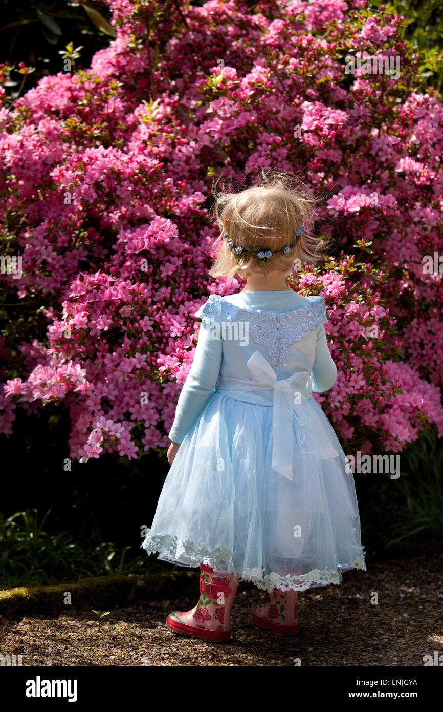 Young child in blue dress standing in front of flowering pink azaleas. Stock Photo