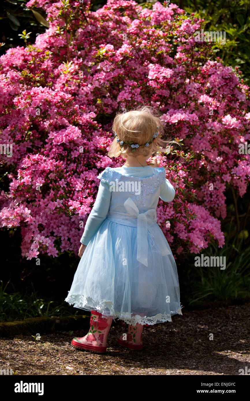 Young child in blue dress standing in front of flowering pink azaleas. Stock Photo