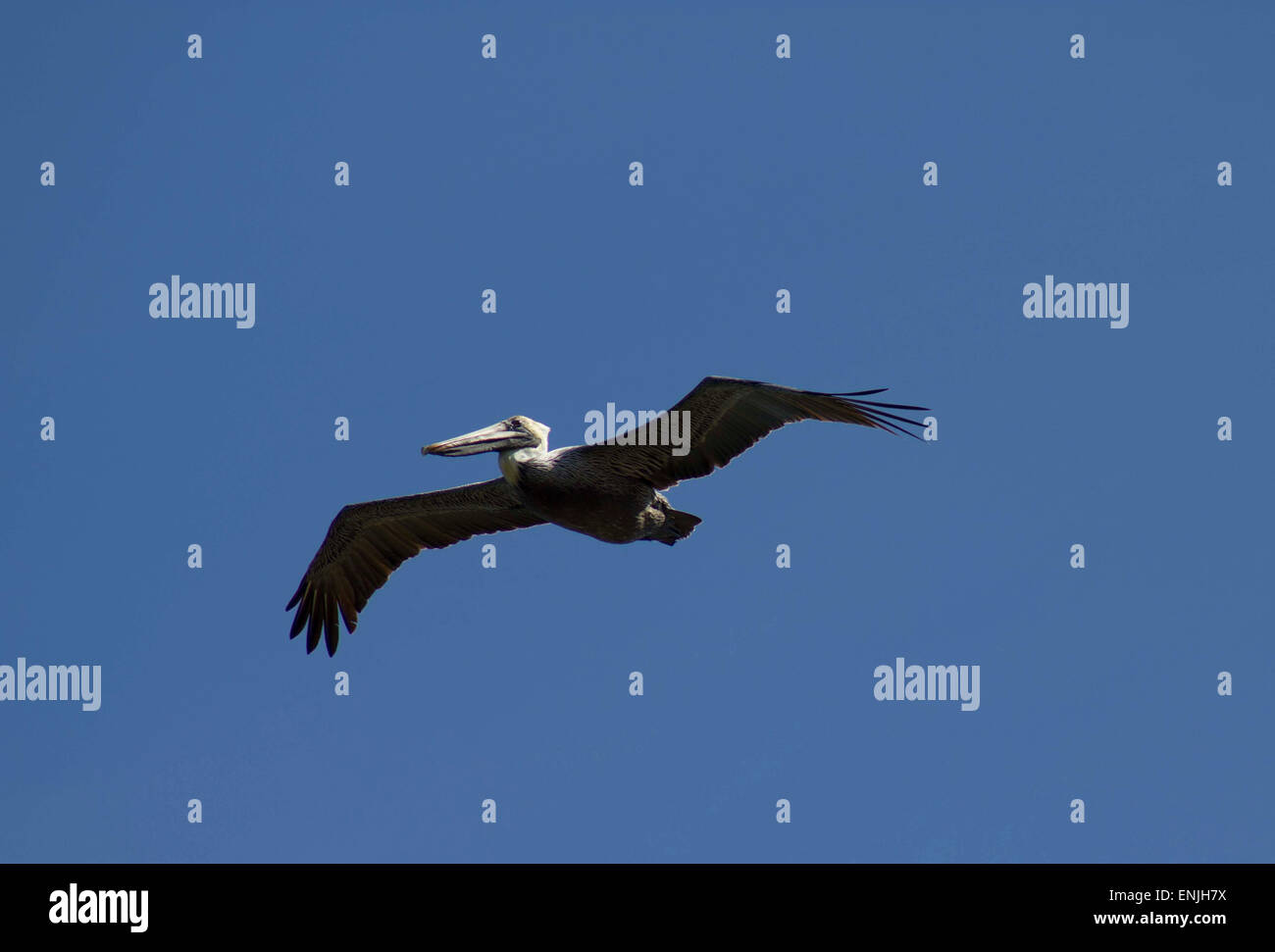 Pelican at the skies of Saint Augustine shores Stock Photo