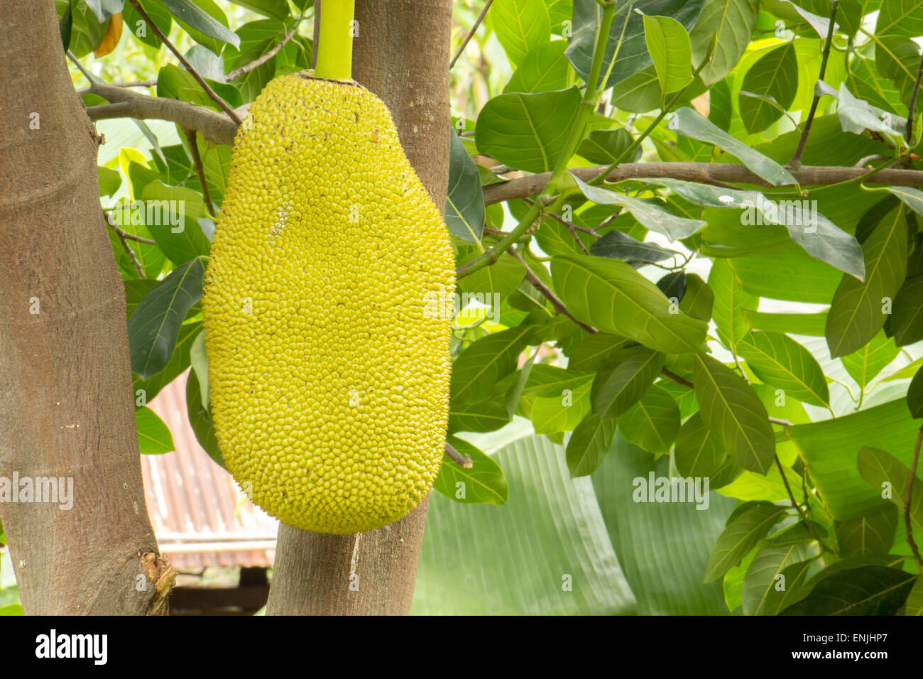 Jackfruit, jackfruit, fruit, green, stems, fresh, fruit. Stock Photo