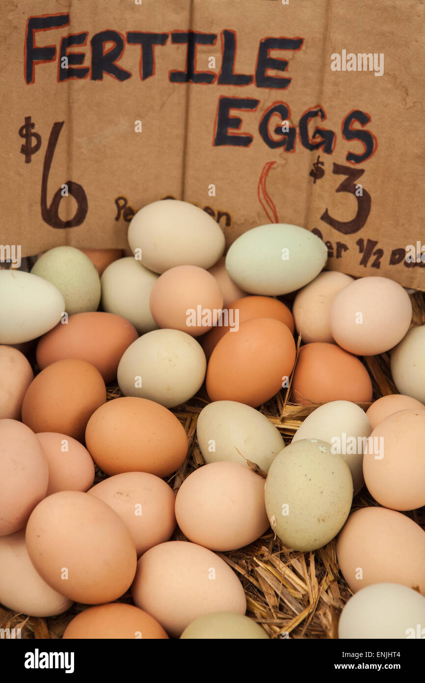 organic, fertile, free-range eggs for sale, Farmers Market, Santa Barbara, California, United States of America Stock Photo