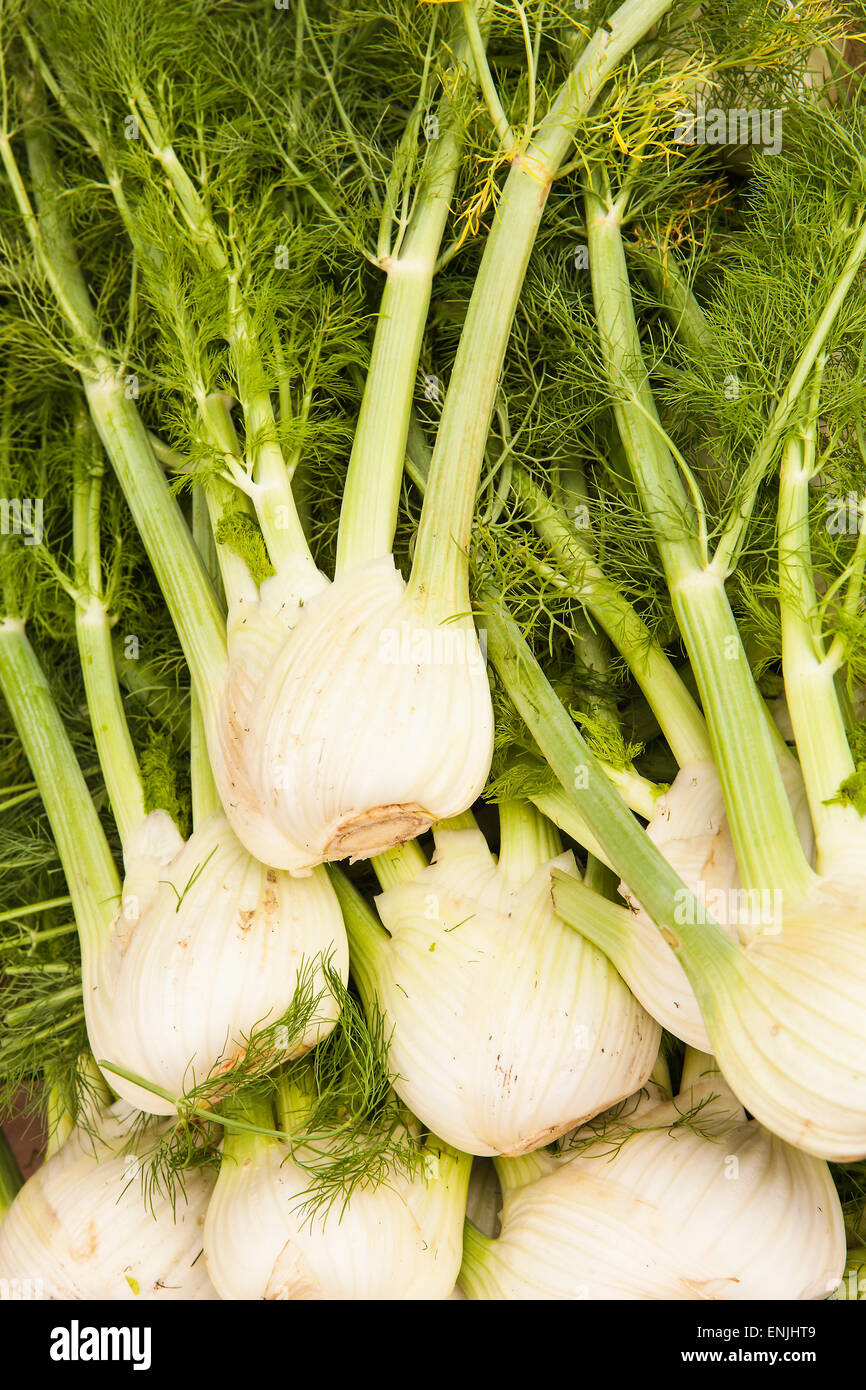 organic fennel at the Farmers Market, Santa Barbara, California, United States of America Stock Photo