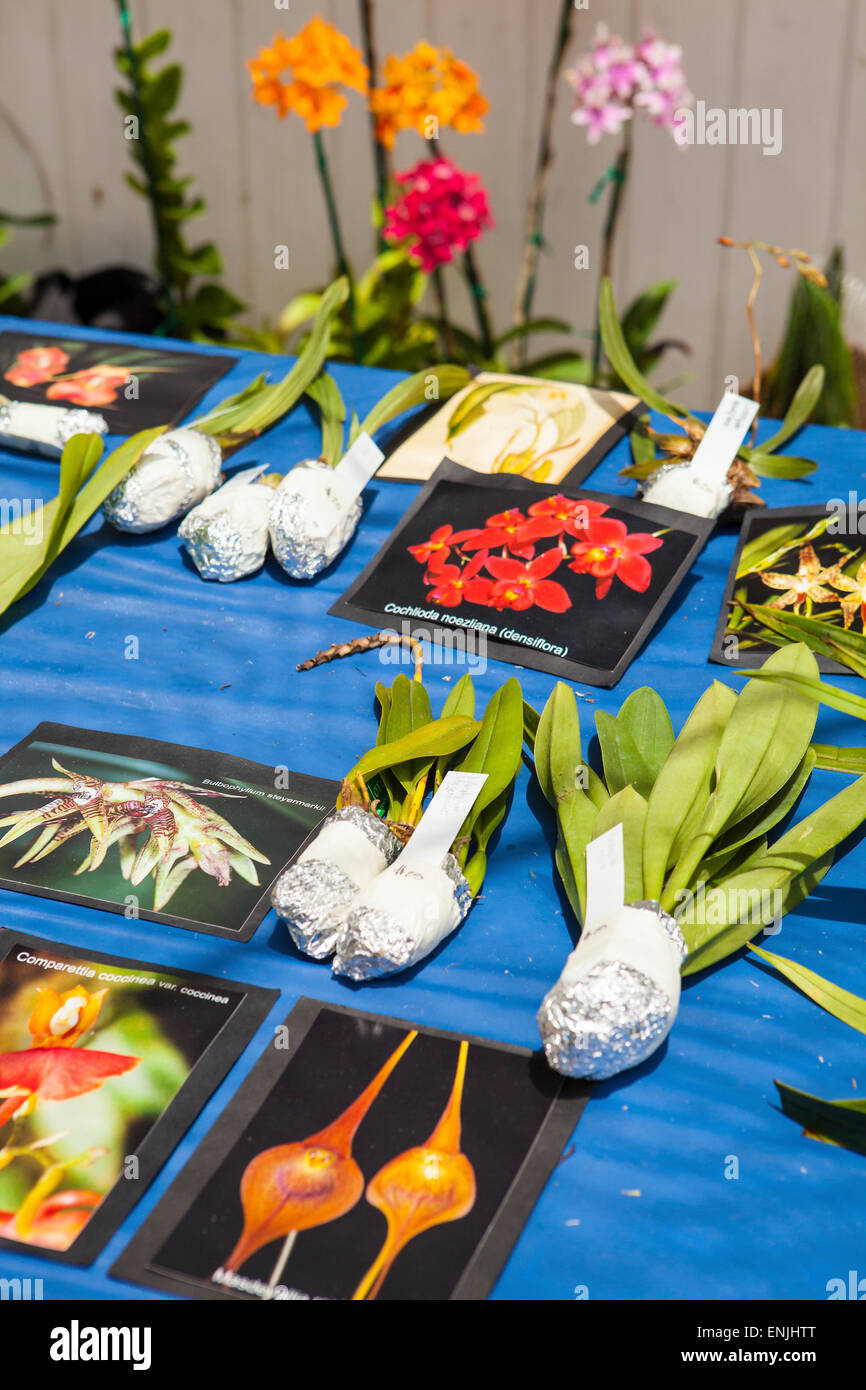 Peruflora orchids for sale at Summer Hummer orchid sale at Cal-Orchid, Santa Barbara, California, United States of America Stock Photo