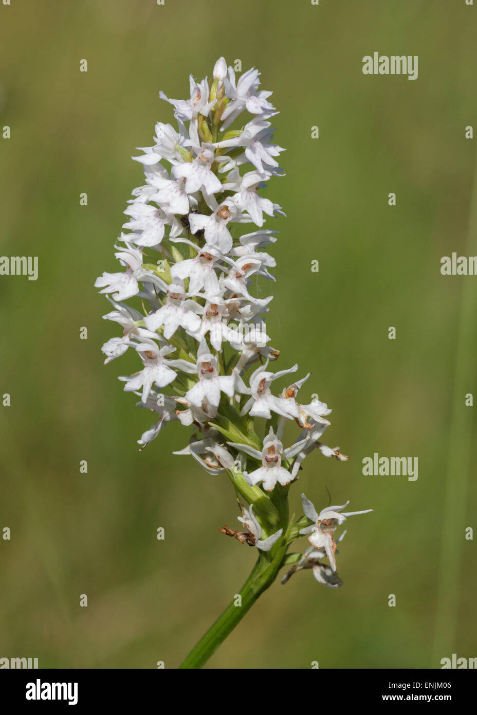 Wild White Orchid found in the UK Stock Photo