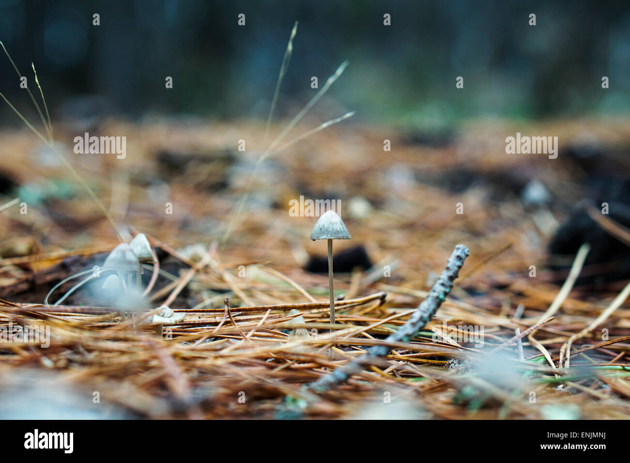 Straw on the floor hires stock photography and images Alamy