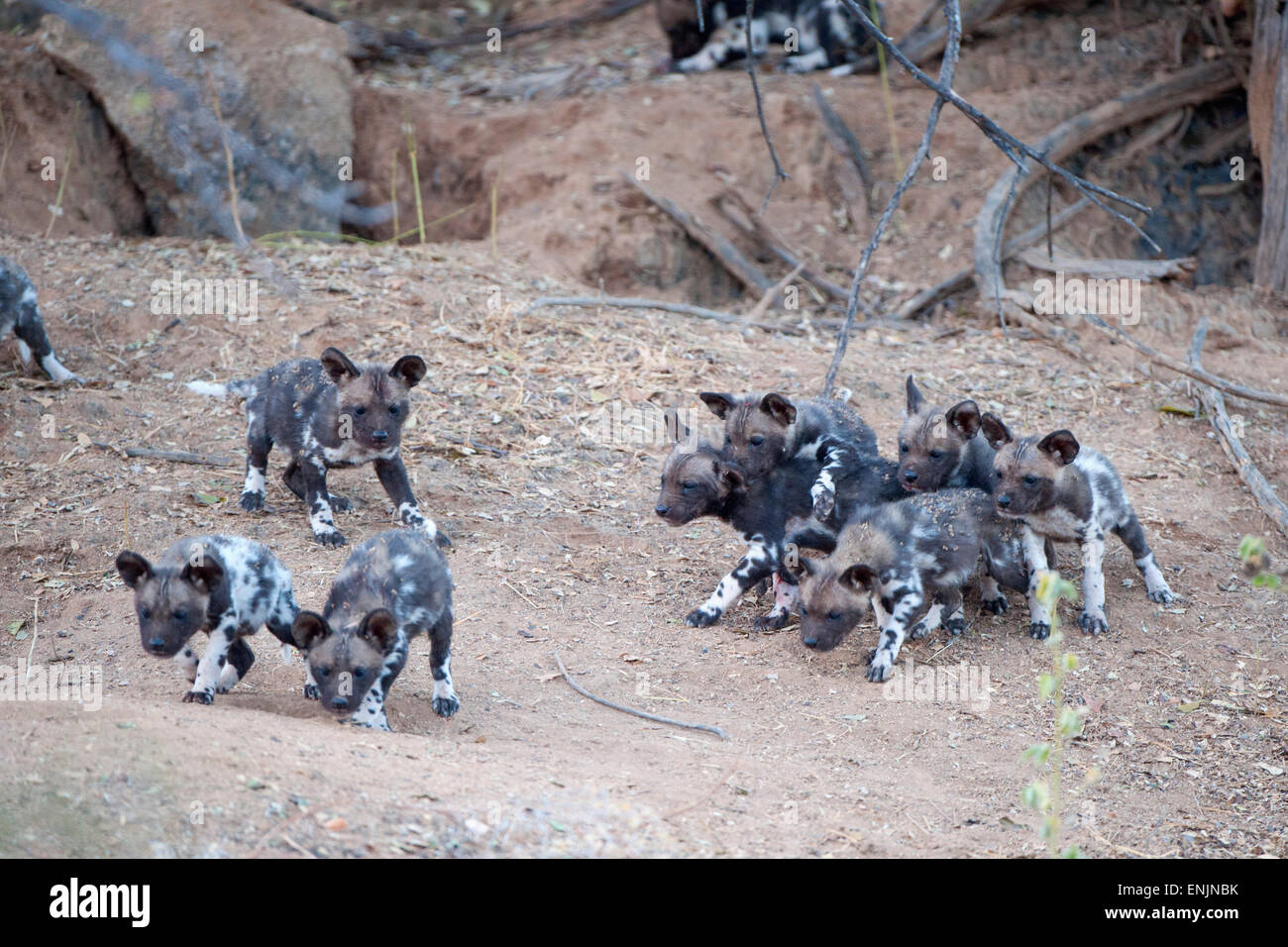 African wild dog pack hi-res stock photography and images - Alamy