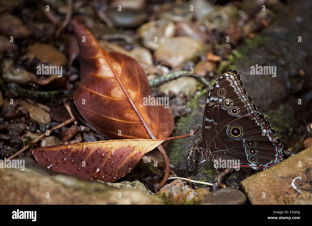 Common morpho butterfly camouflaged by dead leaf in garden. Stock Photo