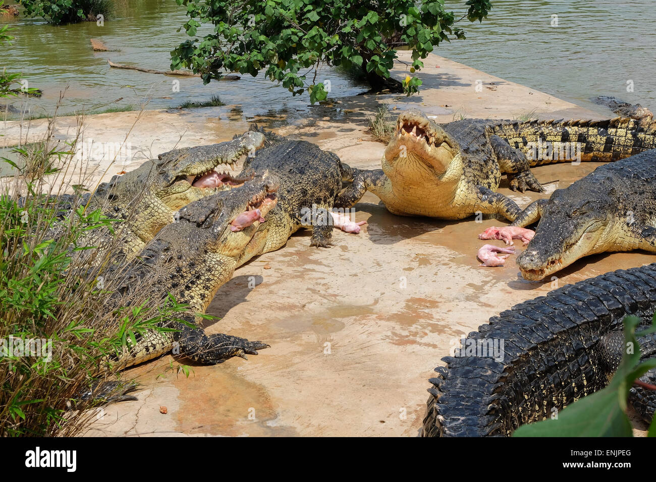 May 13, 2015 - Batam, Kepri, Indonesia - BATAM, INDONESIA - MAY 07: Sea  water crocodiles eat baby pork at Bulan Island on May 07, 2015 in Batam,  Indonesia. Crocodile skin exported
