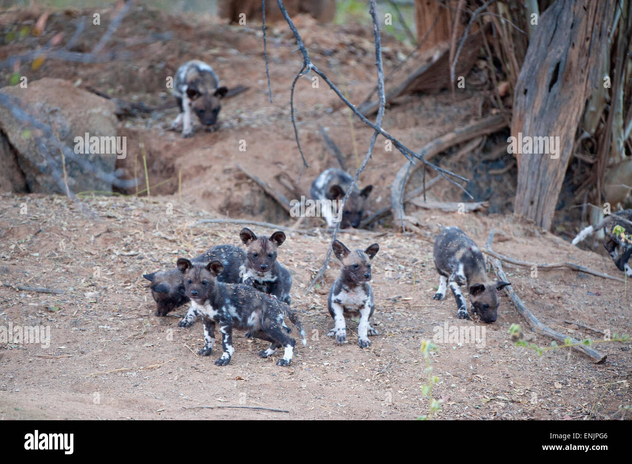 Responsible game hunting hi-res stock photography and images - Alamy