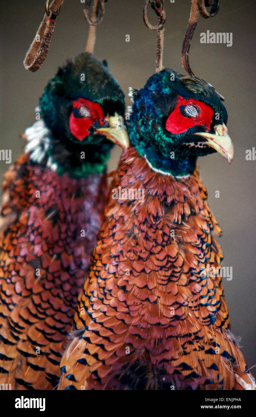 Hanging pheasant after hunting Stock Photo