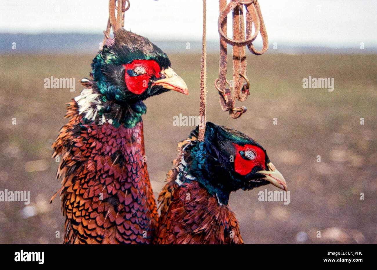 Pheasants hanging after hunting, animal autumn Stock Photo
