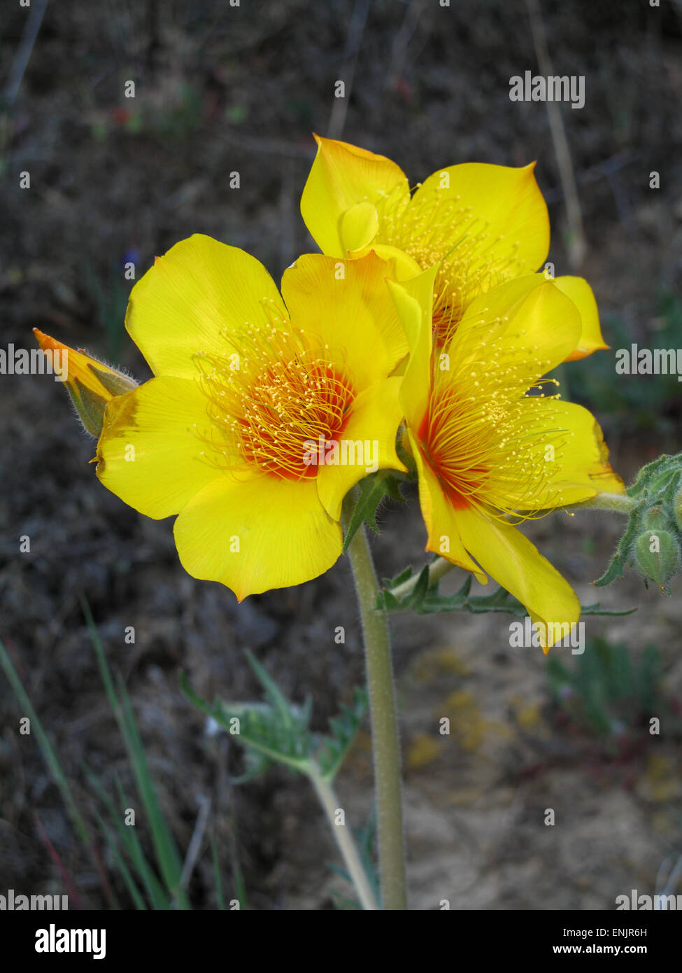 Lindley's Blazingstar wildflower at Sierra Vista Open Space  Preserve in San Jose, California Stock Photo