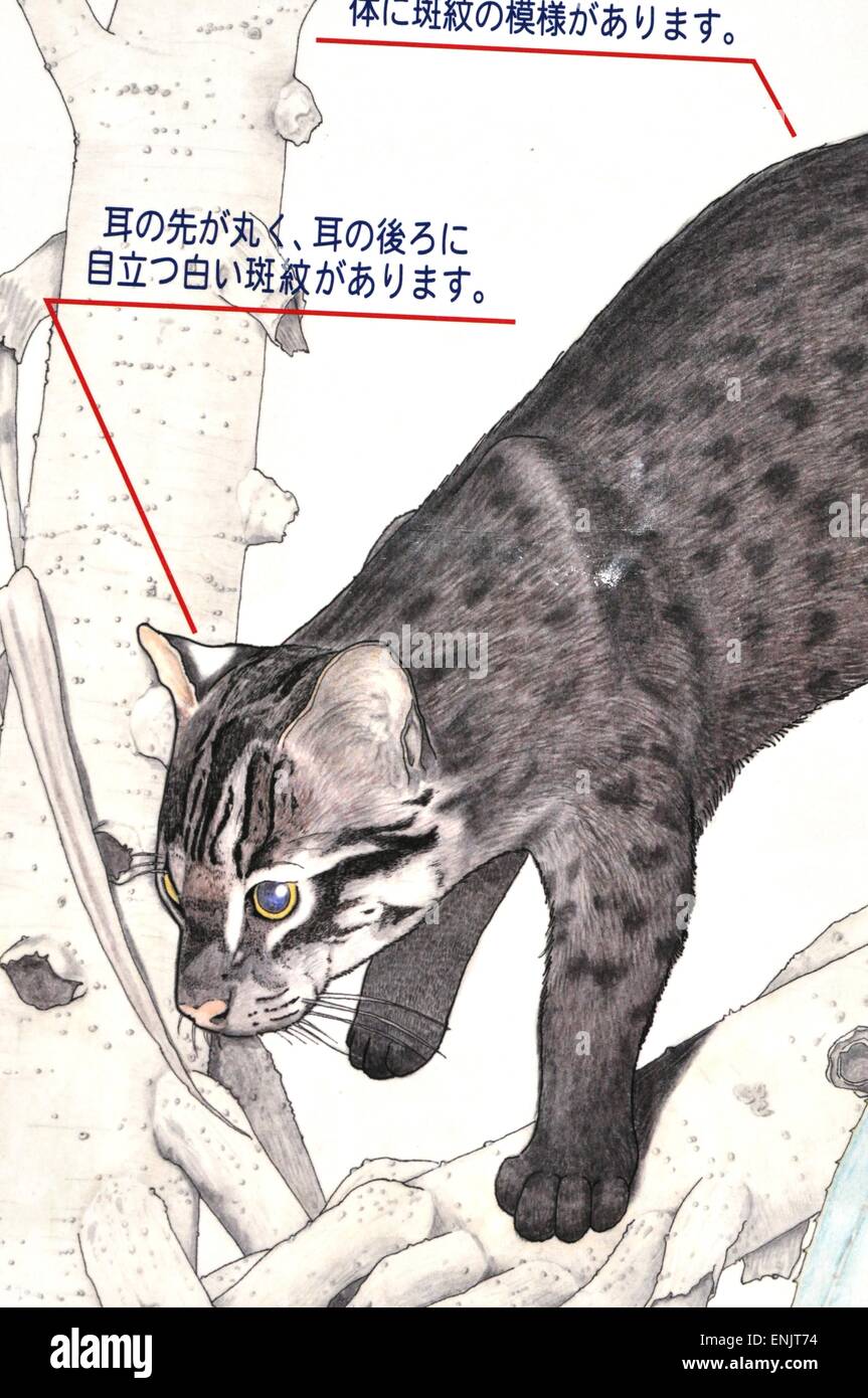 Iriomote cat hi-res stock photography and images - Alamy Iriomote cat hi-res stock photography and images - Alamy