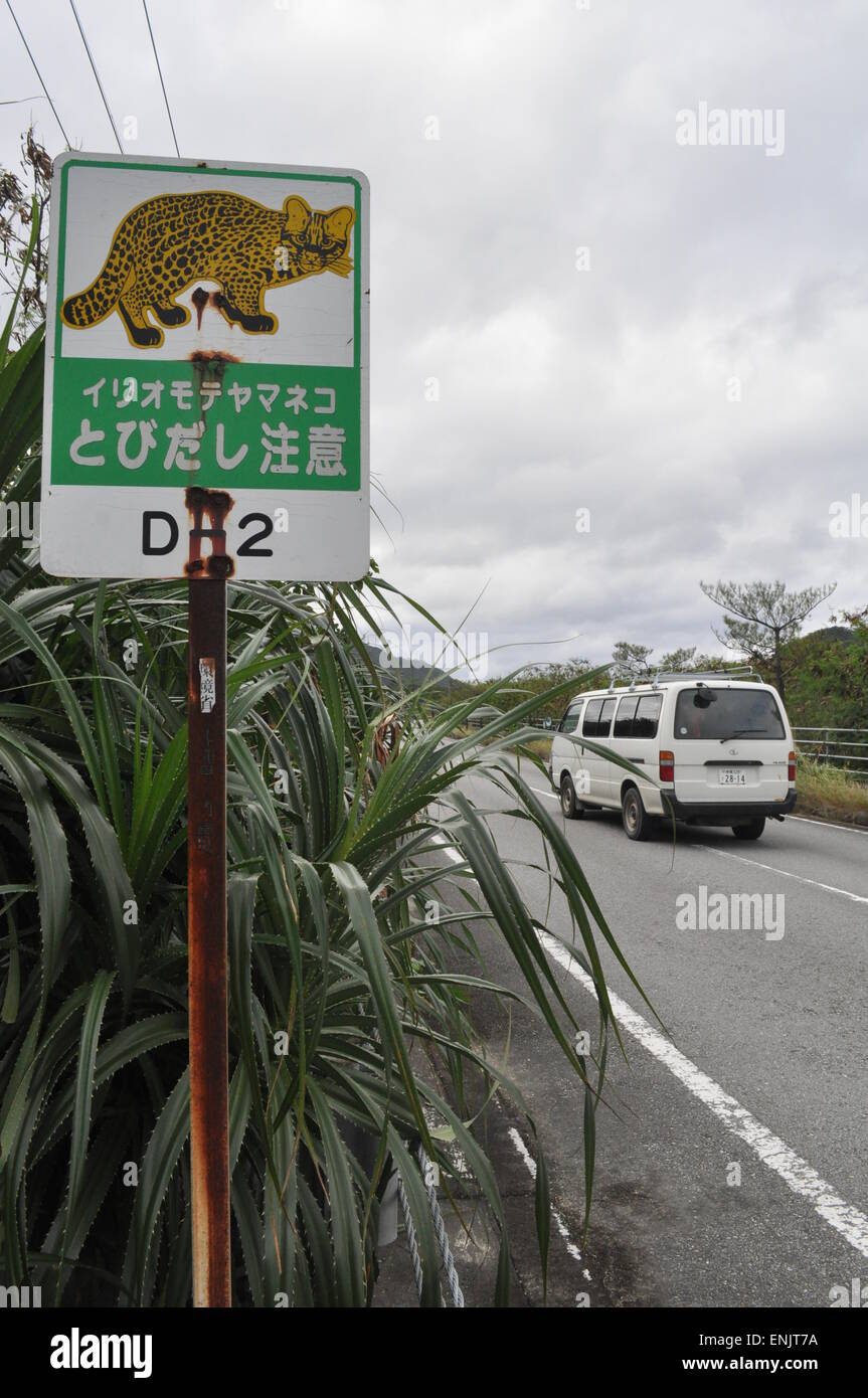 Iriomote cat hi-res stock photography and images - Alamy