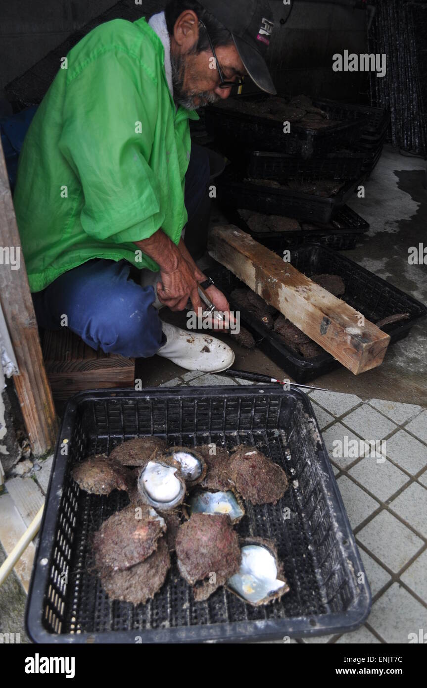 Iriomote, Japan a fisherman extractin shellfish from shells Stock