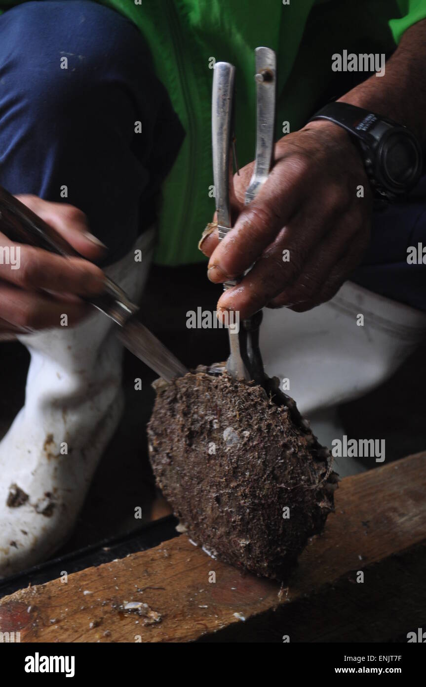 Iriomote, Japan a fisherman extractin shellfish from shells Stock