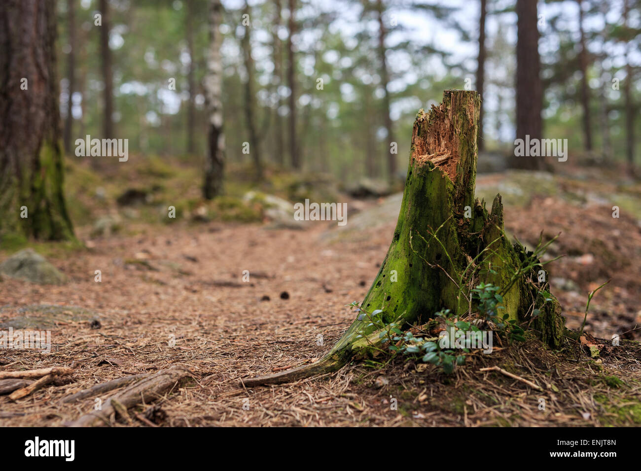 Swedish forest pine tree trees hi-res stock photography and images - Alamy