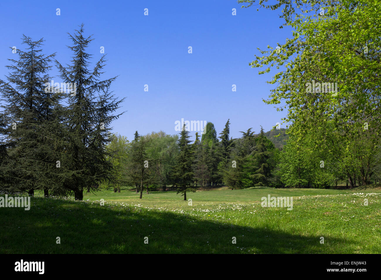 Rural landscape composed of flowering trees and meadows in the middle