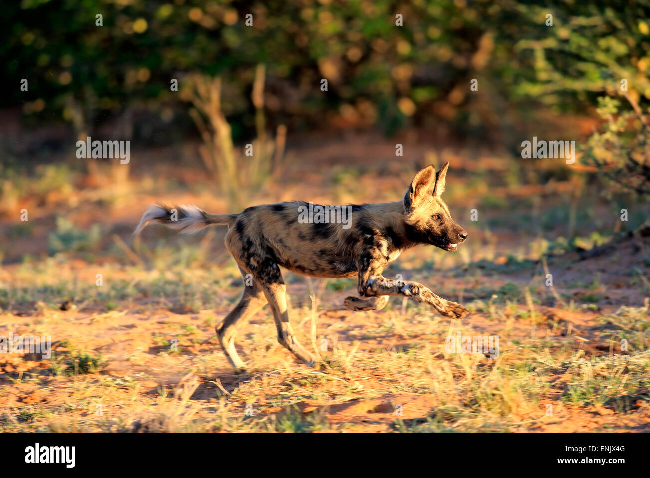 African Wild Dog (Lycaon pictus), adult, hunting, running, Tswalu Game Reserve, Kalahari Desert, North Cape, South Africa Stock Photo