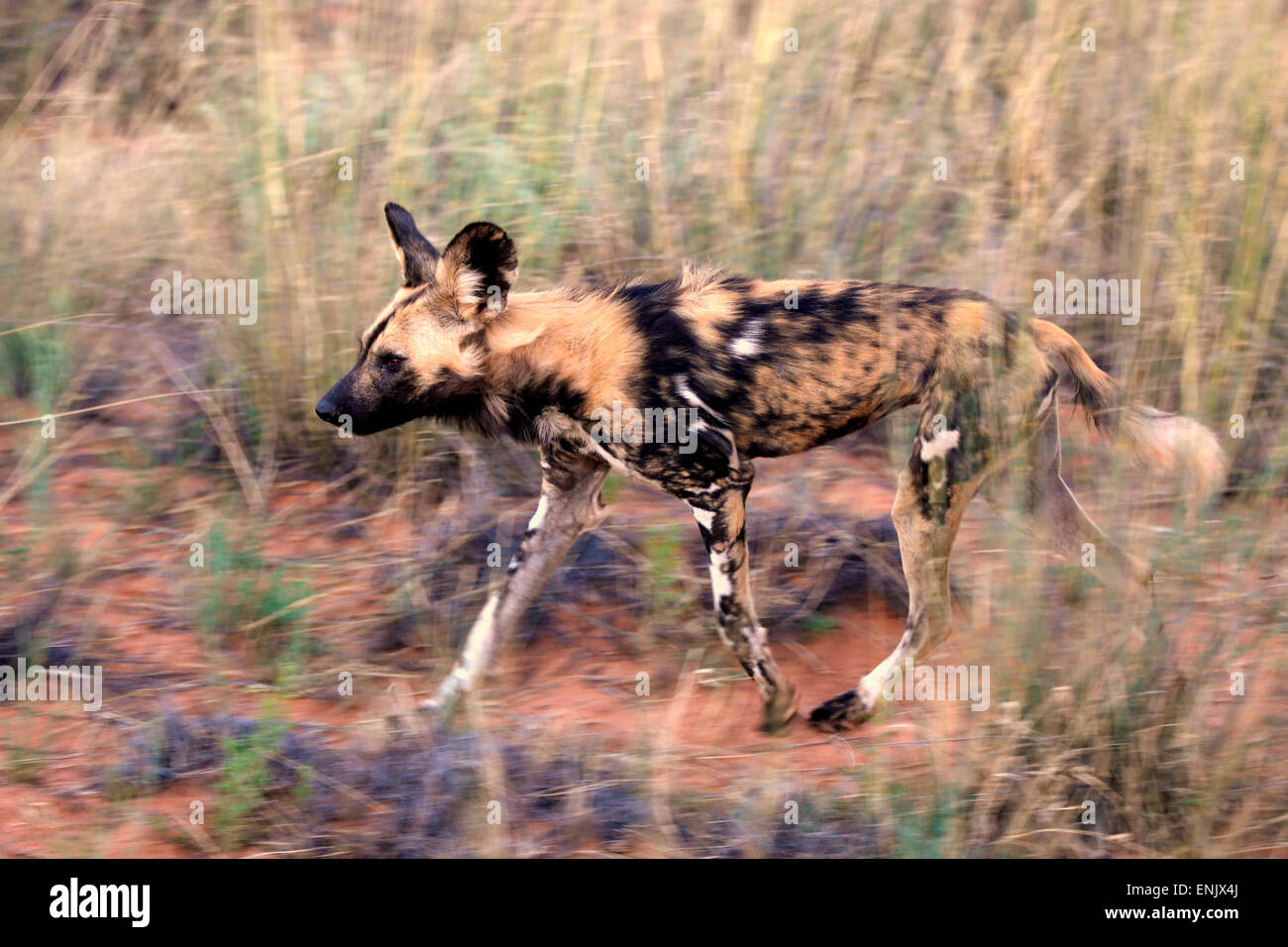 African Wild Dog (Lycaon pictus), adult, hunting, running, Tswalu Game Reserve, Kalahari Desert, North Cape, South Africa Stock Photo