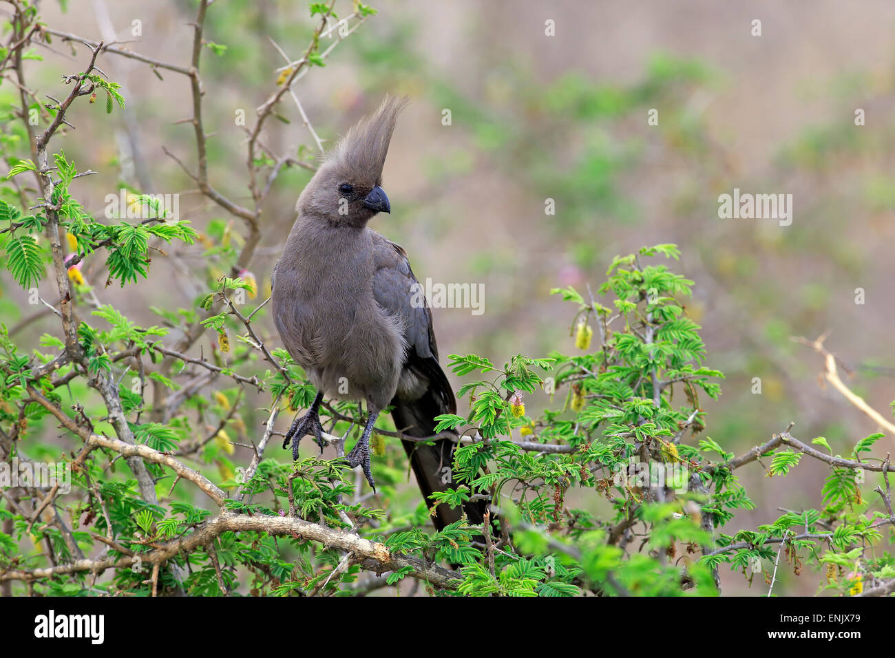 Grey go-away-bird (Corythaixoides concolor), adult on tree, Kruger National Park, South Africa Stock Photo