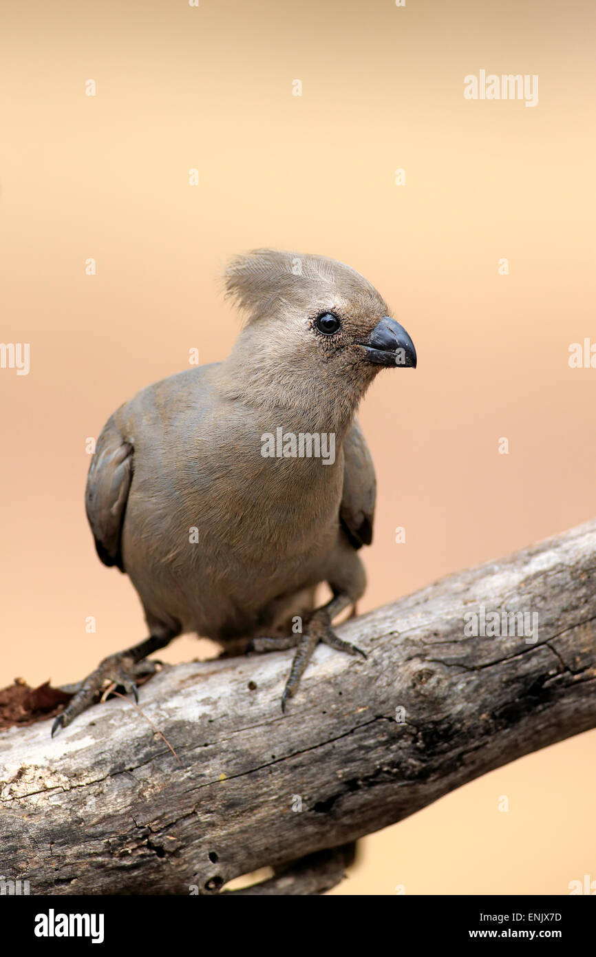 Grey go-away-bird (Corythaixoides concolor), adult, Kruger National Park, South Africa Stock Photo