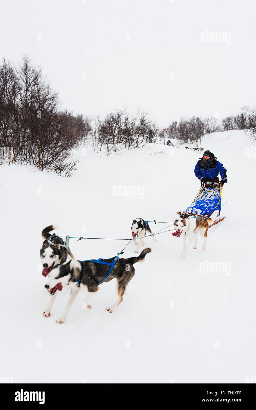 Dog sled ride, Abisko National Park, Lapland, Arctic Circle, Sweden, Scandinavia, Europe Stock Photo